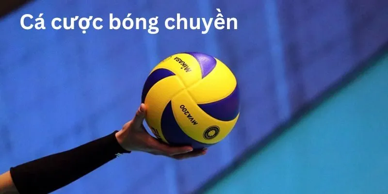 Cá cược bóng chuyền